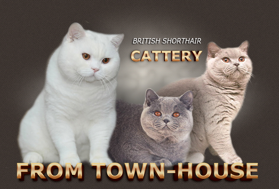 Herzlich Willkommen bei British Shorthair Cattery from Town House